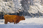 Highland cattle