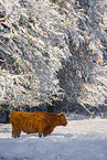 Highland cattle