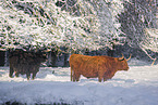 Highland cattle