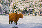 Highland cattle