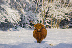 Highland cattle