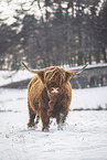 Highland Cattle