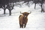 Highland Cattle