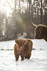 Highland Cattle