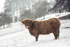 Highland Cattle