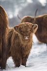 Highland Cattle