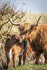 Highland cattle