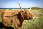 Highland cattle