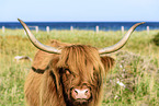 Highland cattle
