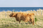 Highland cattle