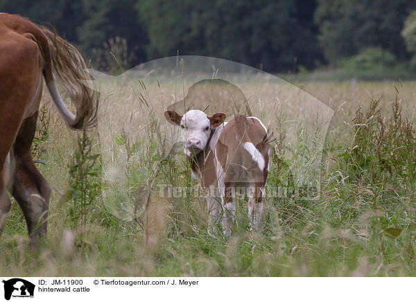 hinterwald cattle / JM-11900
