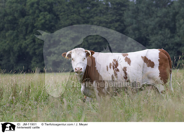hinterwald cattle / JM-11901
