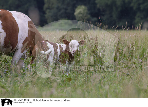 Hinterwlder-Rinder / hinterwald cattle / JM-11902