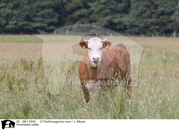 Hinterwlder-Rind / hinterwald cattle / JM-11904