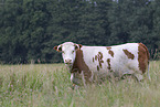 hinterwald cattle