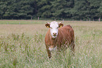 hinterwald cattle