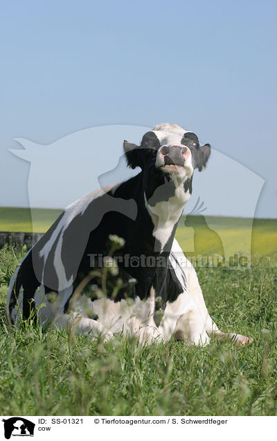 cow / SS-01321