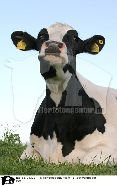 cow / SS-01322