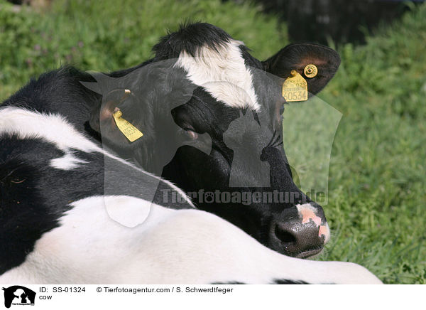 Kuh / cow / SS-01324