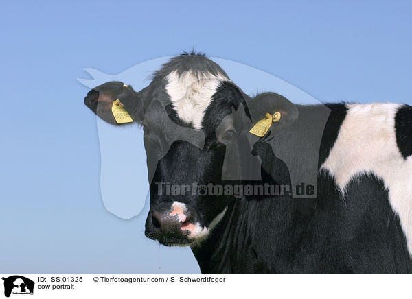 Kuh Portrait / cow portrait / SS-01325
