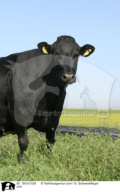 cow / SS-01326