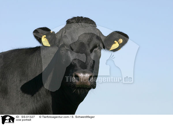 Kuh Portrait / cow portrait / SS-01327