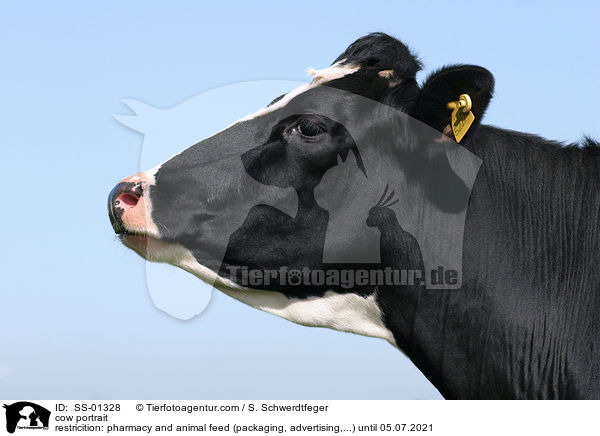 Kuh Portrait / cow portrait / SS-01328