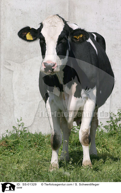 Kuh / cow / SS-01329