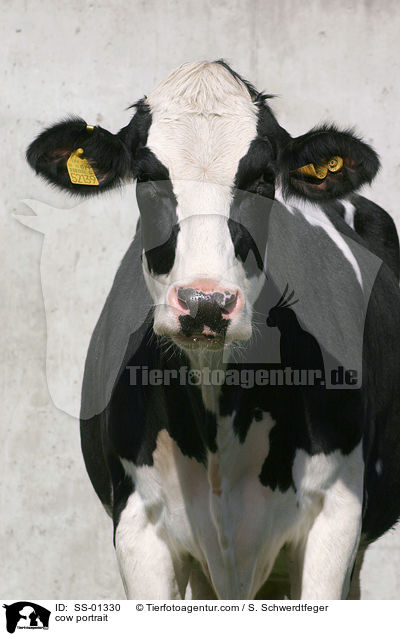 cow portrait / SS-01330