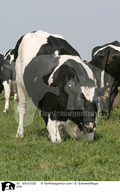 cow / SS-01332