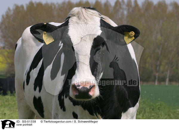 Kuh Portrait / cow portrait / SS-01338