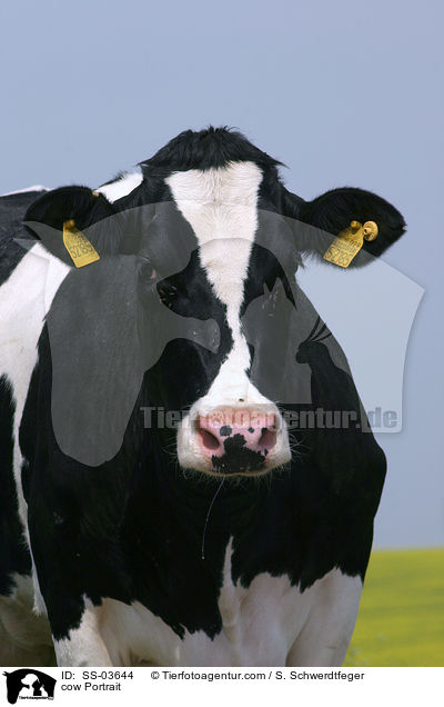 cow Portrait / SS-03644
