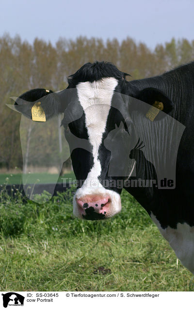 Holstein Friesian Kuh / cow Portrait / SS-03645