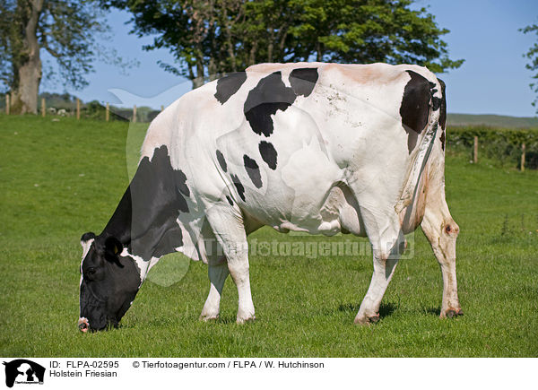 Holstein Friesian / Holstein Friesian / FLPA-02595