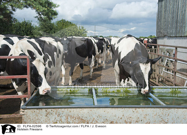 Holstein Friesians / FLPA-02596
