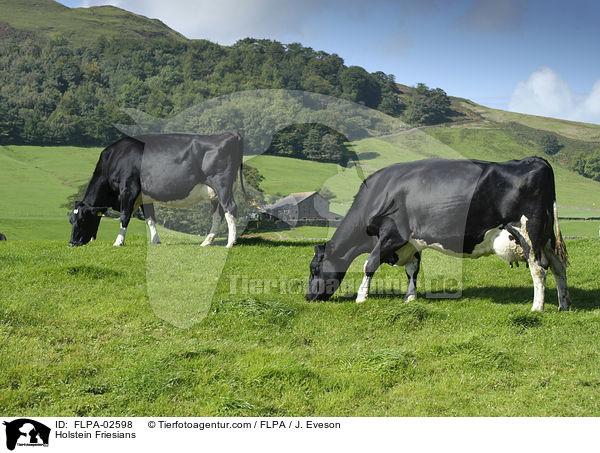 Holstein Friesians / Holstein Friesians / FLPA-02598