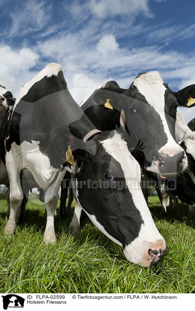 Holstein Friesians / FLPA-02599