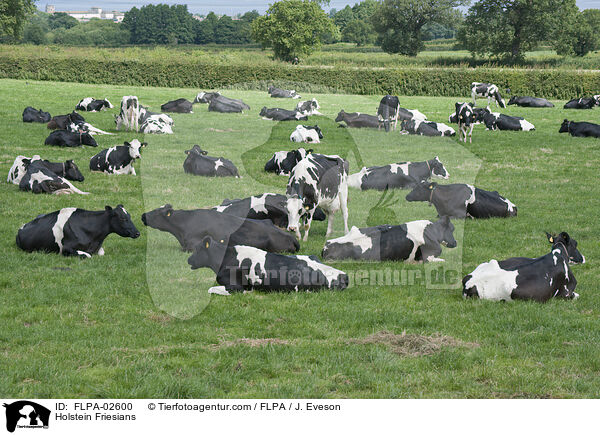 Holstein Friesians / Holstein Friesians / FLPA-02600