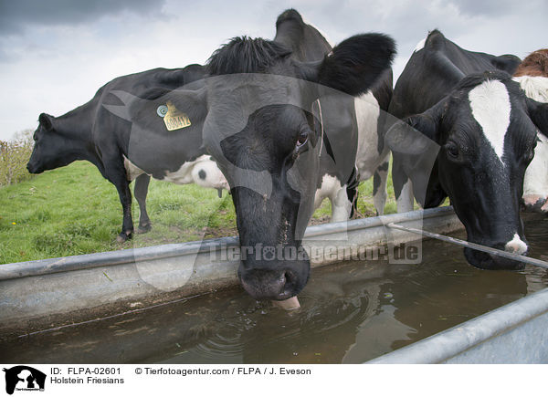 Holstein Friesians / Holstein Friesians / FLPA-02601