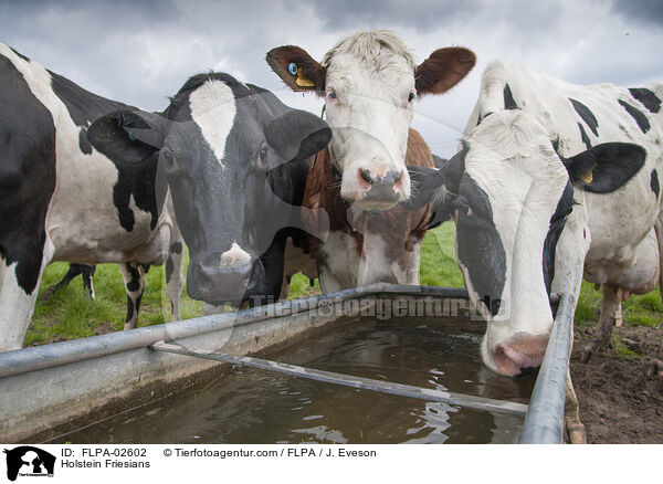 Holstein Friesians / Holstein Friesians / FLPA-02602