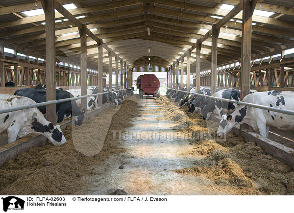 Holstein Friesians / FLPA-02603