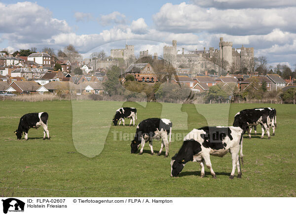 Holstein Friesians / Holstein Friesians / FLPA-02607