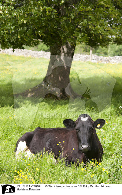 Holstein Friesian / Holstein Friesian / FLPA-02609