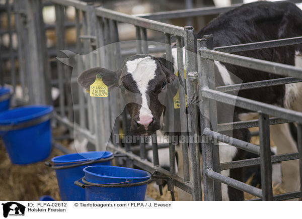 Holstein Friesian / Holstein Friesian / FLPA-02612