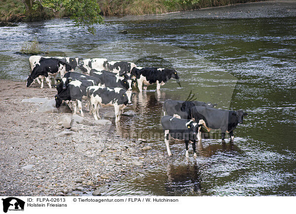 Holstein Friesians / Holstein Friesians / FLPA-02613