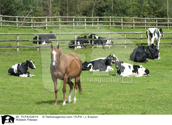 Holstein Friesian / Holstein Friesian / FLPA-02614