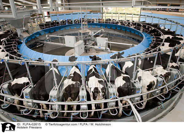 Holstein Friesians / FLPA-02615