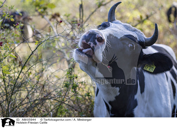 Holstein Friesian / Holstein-Friesian Cattle / AM-05944