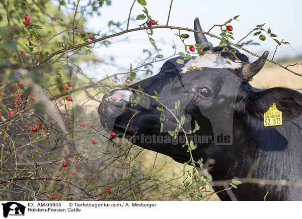 Holstein-Friesian Cattle / AM-05945