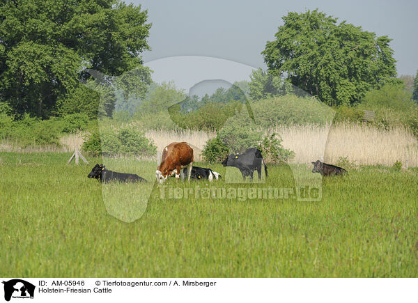 Holstein Friesian / Holstein-Friesian Cattle / AM-05946